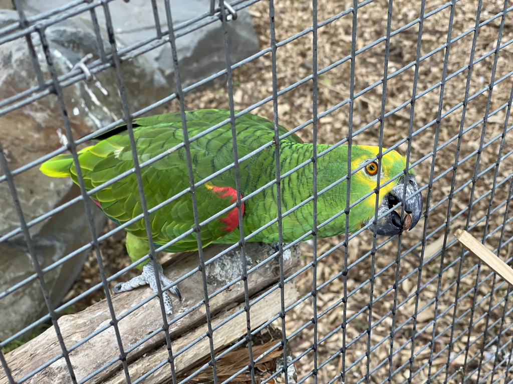 Parrot at Zoo Veldhoven