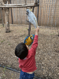 Max feeding a Lesser Sulphur-crested Cockatoo and a Blue-and-yellow Macaw at Zoo Veldhoven