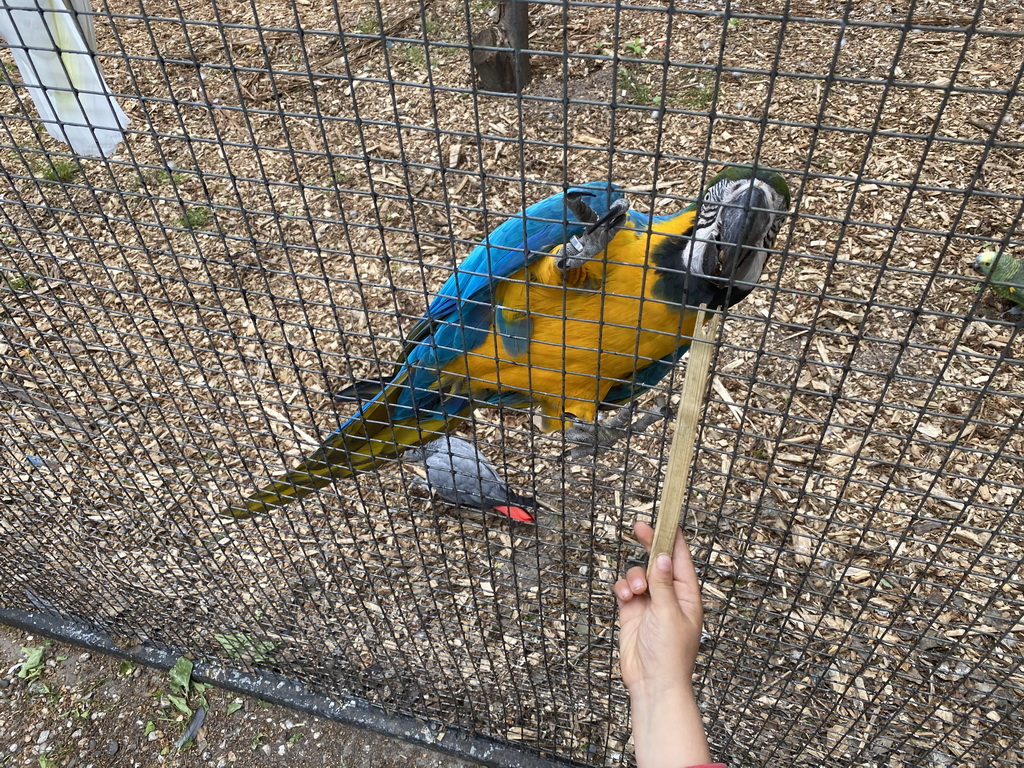 Max feeding a Blue-and-yellow Macaw at Zoo Veldhoven