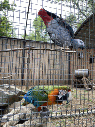 Blue-and-yellow Macaw and parrot at Zoo Veldhoven