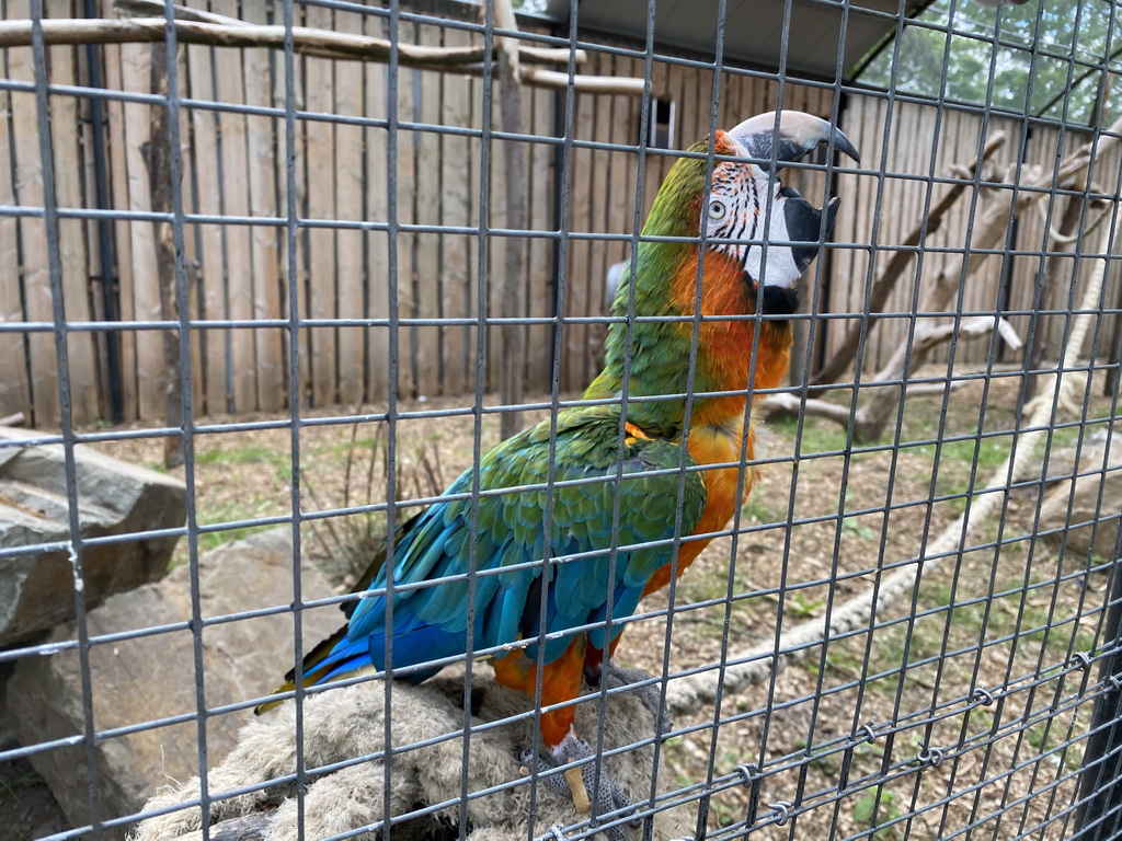 Blue-and-yellow Macaw at Zoo Veldhoven