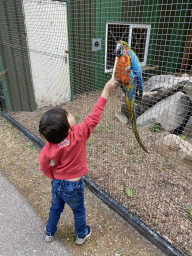 Max feeding a Blue-and-yellow Macaw at Zoo Veldhoven