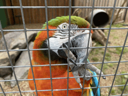 Blue-and-yellow Macaw at Zoo Veldhoven