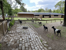 Goats at Zoo Veldhoven