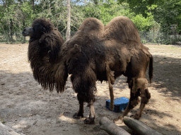 Bactrian Camel at Zoo Veldhoven