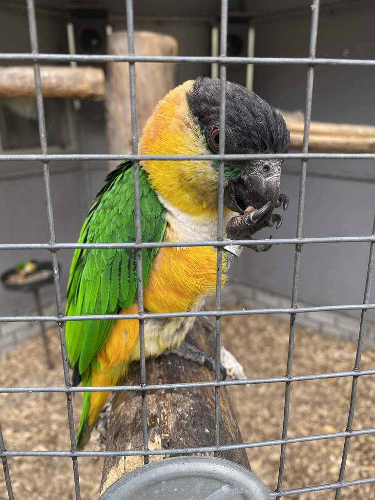 Parrot at Zoo Veldhoven