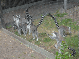 Ring-tailed Lemurs with young at Zoo Veldhoven