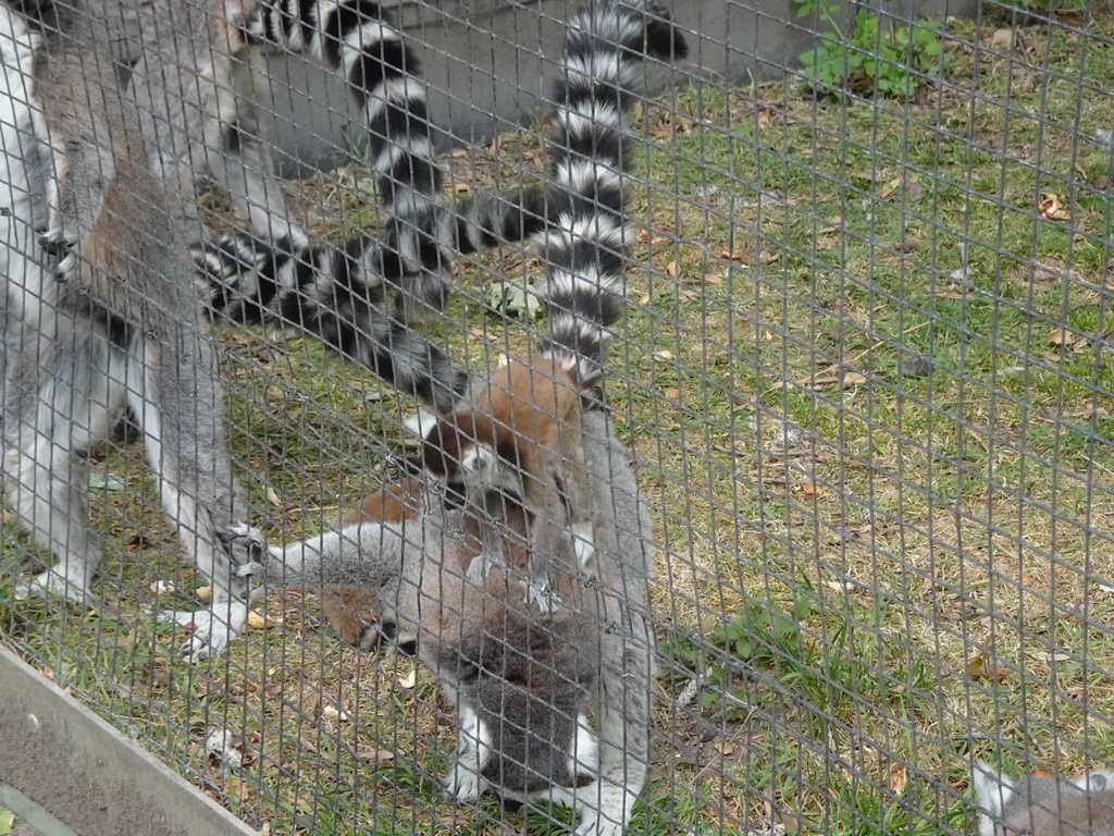 Ring-tailed Lemurs with young at Zoo Veldhoven