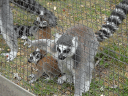 Ring-tailed Lemurs with young at Zoo Veldhoven