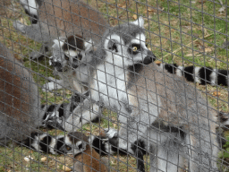 Ring-tailed Lemurs with young at Zoo Veldhoven