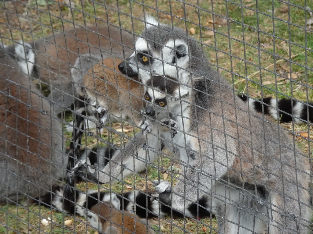 Ring-tailed Lemurs with young at Zoo Veldhoven