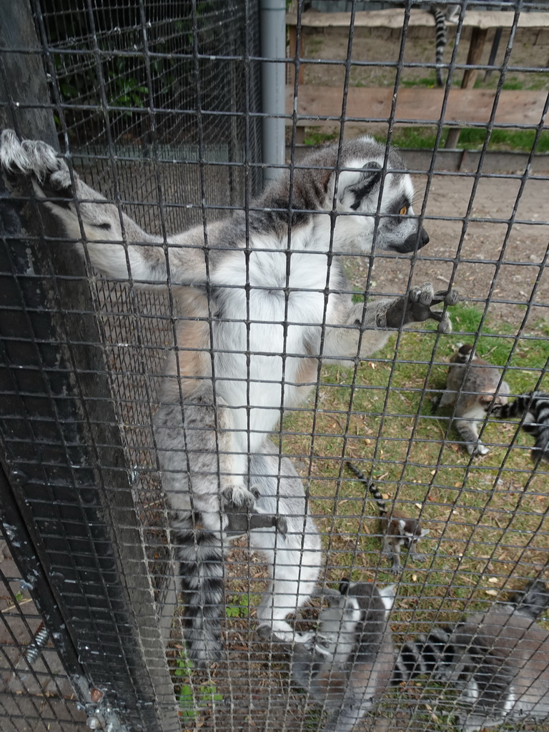 Ring-tailed Lemurs with young at Zoo Veldhoven