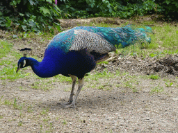 Peacock at Zoo Veldhoven