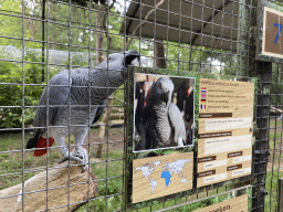 Timneh Grey Parrot at Zoo Veldhoven, with explanation