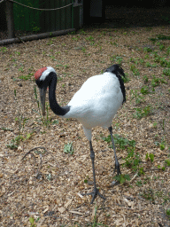 Crane at Zoo Veldhoven