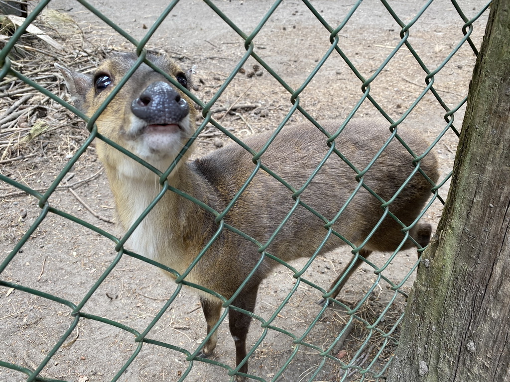 Muntjac at Zoo Veldhoven