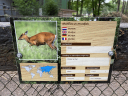 Explanation on the Muntjac at Zoo Veldhoven