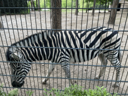 Zebra at Zoo Veldhoven
