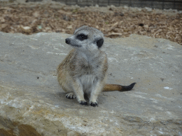 Meerkat at Zoo Veldhoven