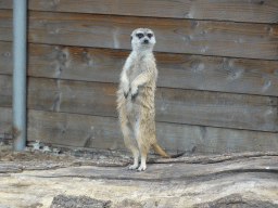 Meerkat at Zoo Veldhoven