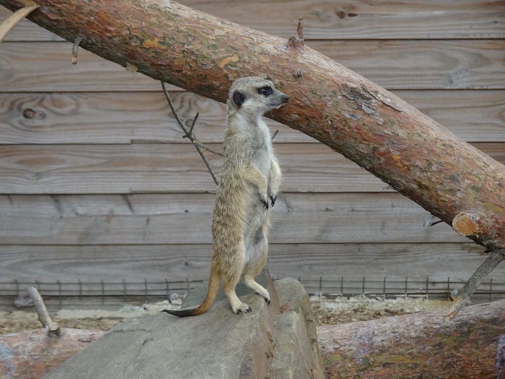 Meerkat at Zoo Veldhoven