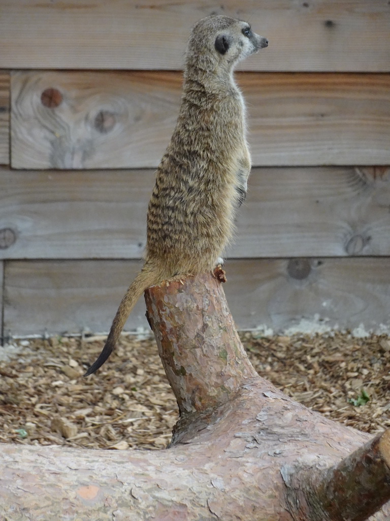 Meerkat at Zoo Veldhoven