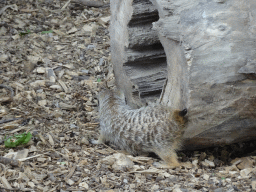 Meerkat at Zoo Veldhoven