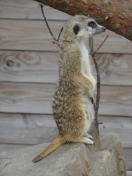 veldhoven_3_059 - 272 kb - 768x1024 - Meerkat at Zoo Veldhoven Meerkat at Zoo Veldhoven