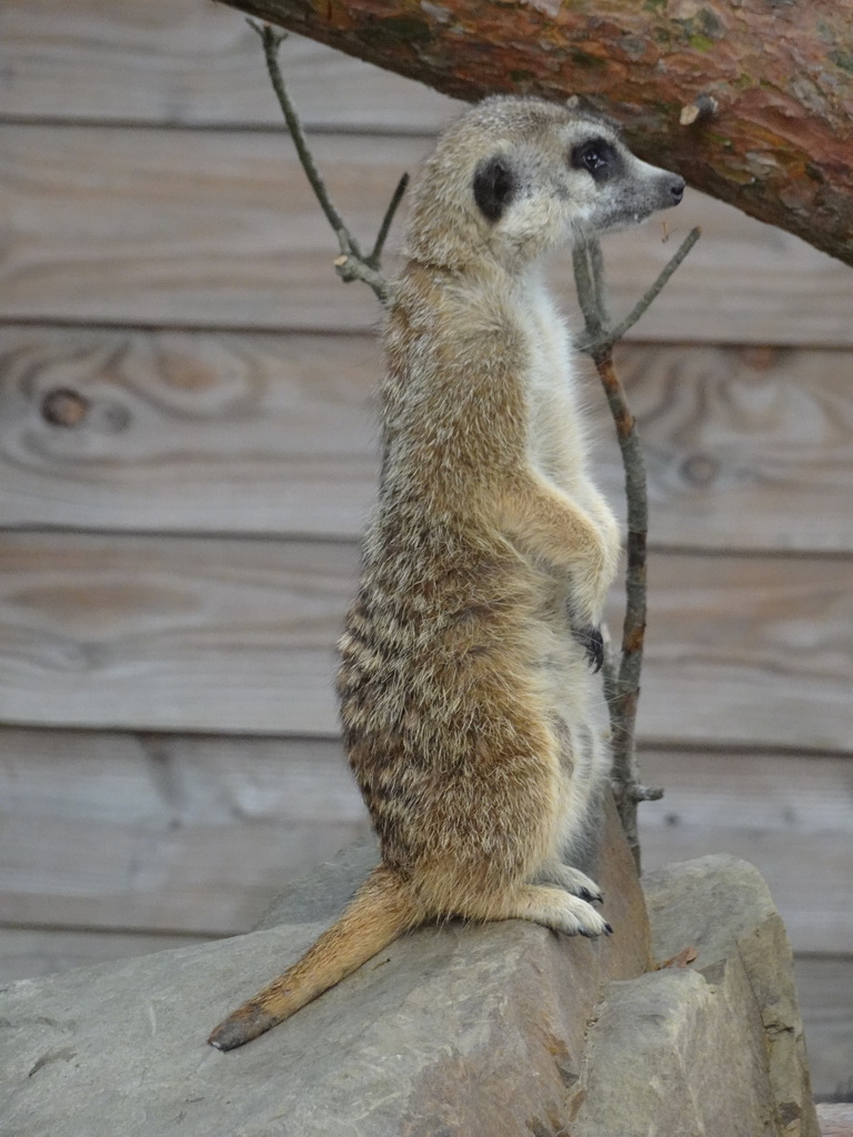 Meerkat at Zoo Veldhoven