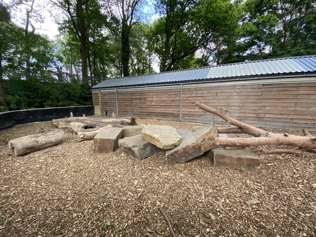 Meerkats at Zoo Veldhoven