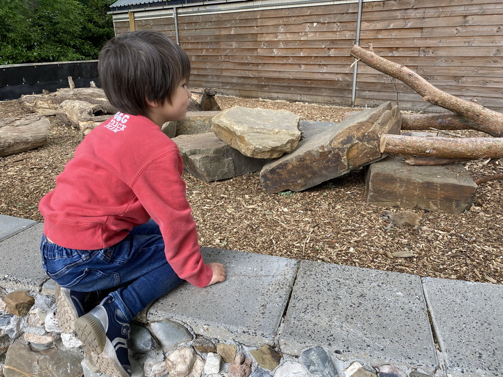 Max looking at the Meerkats at Zoo Veldhoven