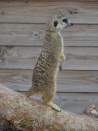 Meerkat at Zoo Veldhoven