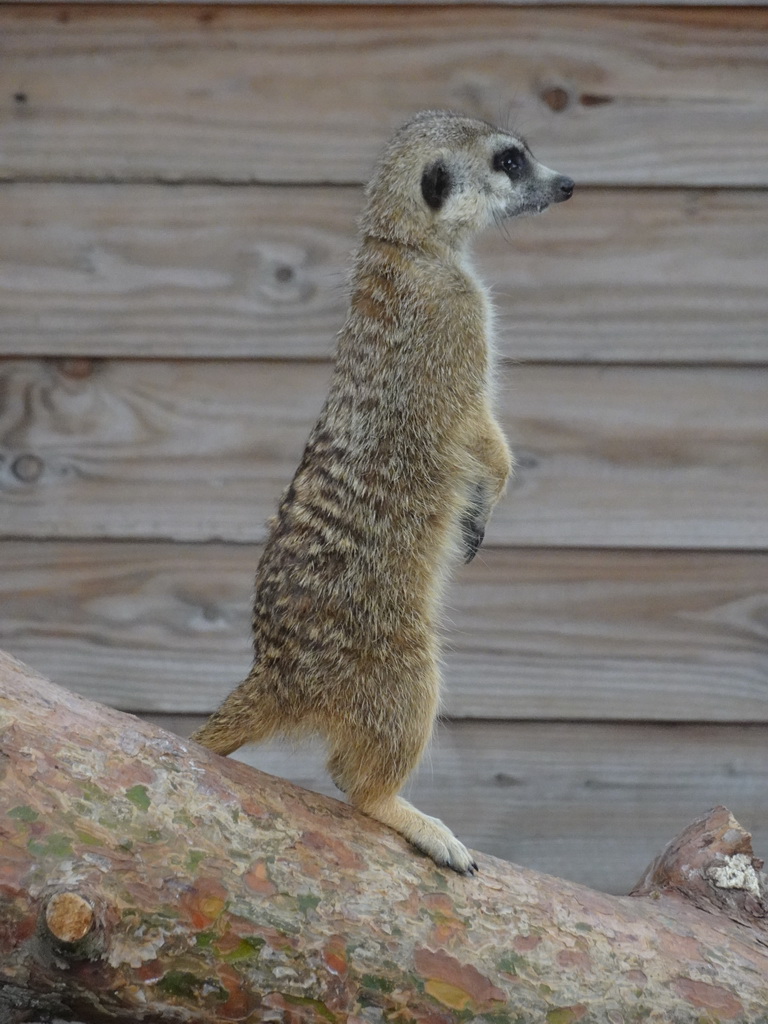 Meerkat at Zoo Veldhoven