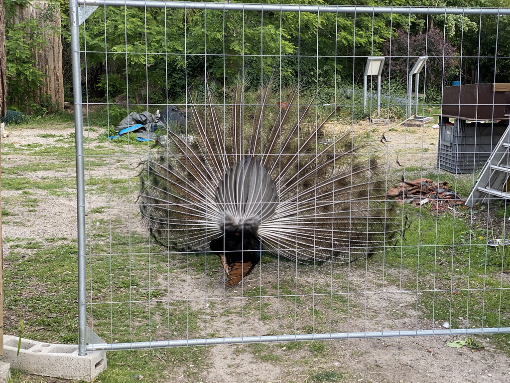 Peacock at Zoo Veldhoven