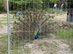 Peacock at Zoo Veldhoven