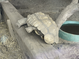 Tortoise at Zoo Veldhoven