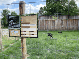 Black Storks at Zoo Veldhoven, with explanation