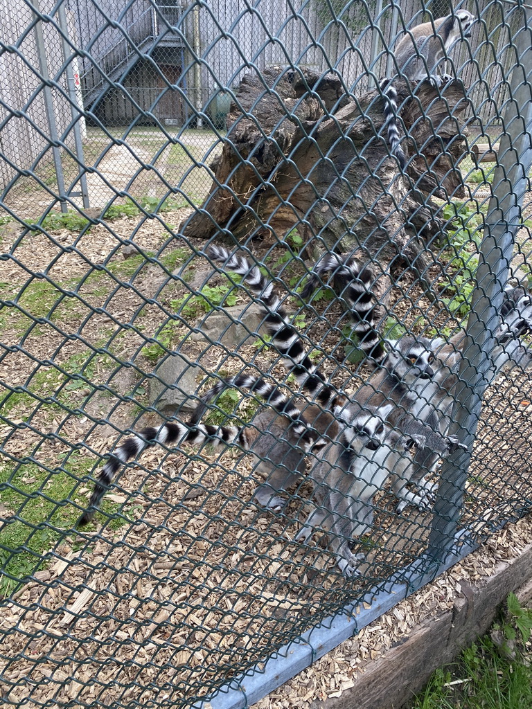 Ring-tailed Lemurs at Zoo Veldhoven