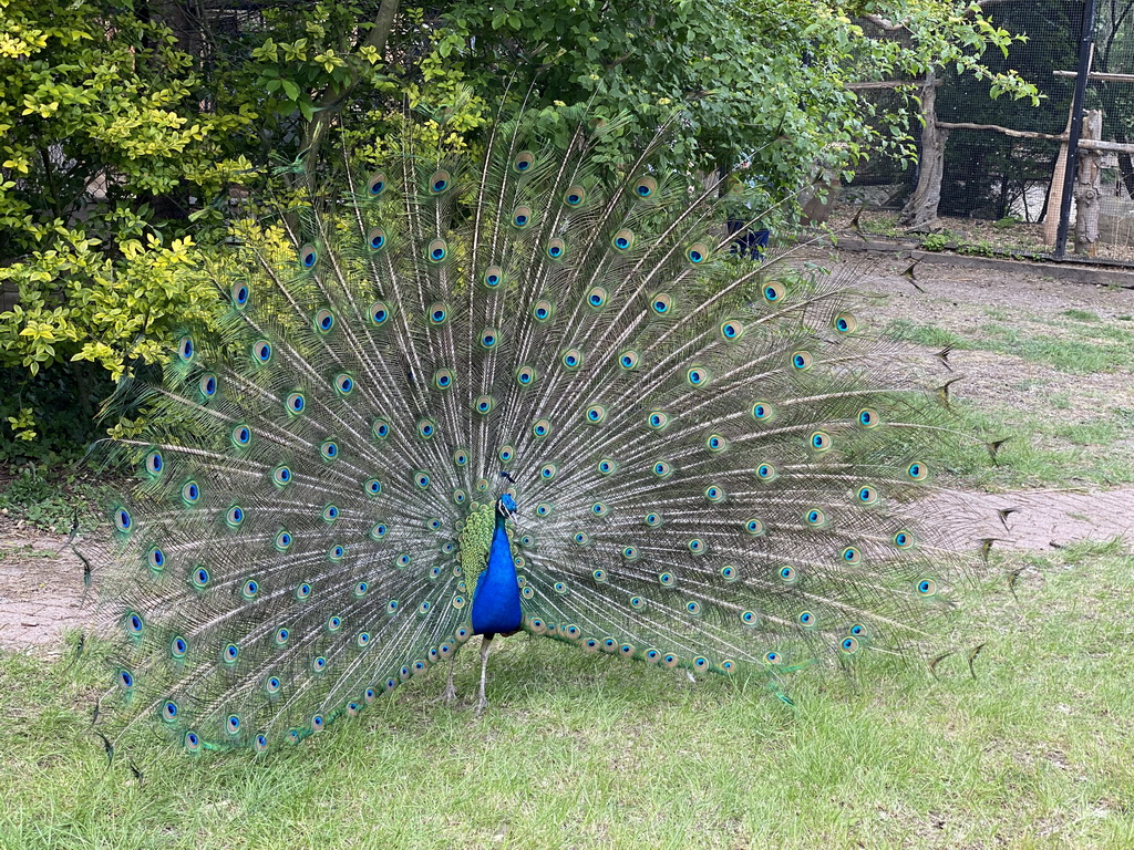 Peacock at Zoo Veldhoven
