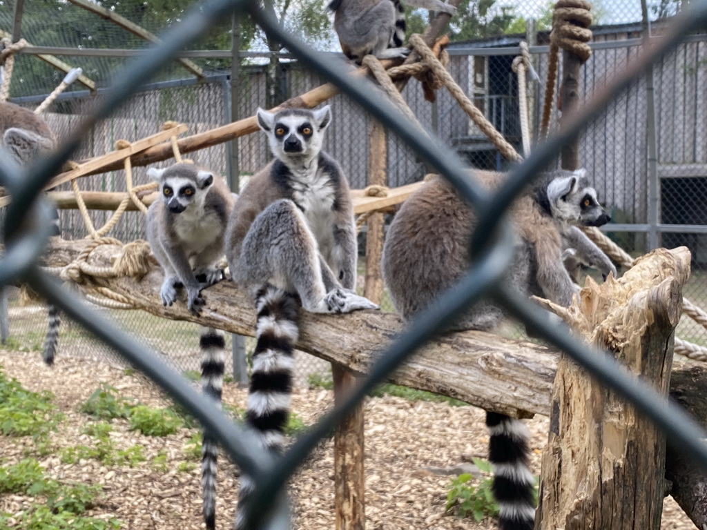 Ring-tailed Lemurs at Zoo Veldhoven