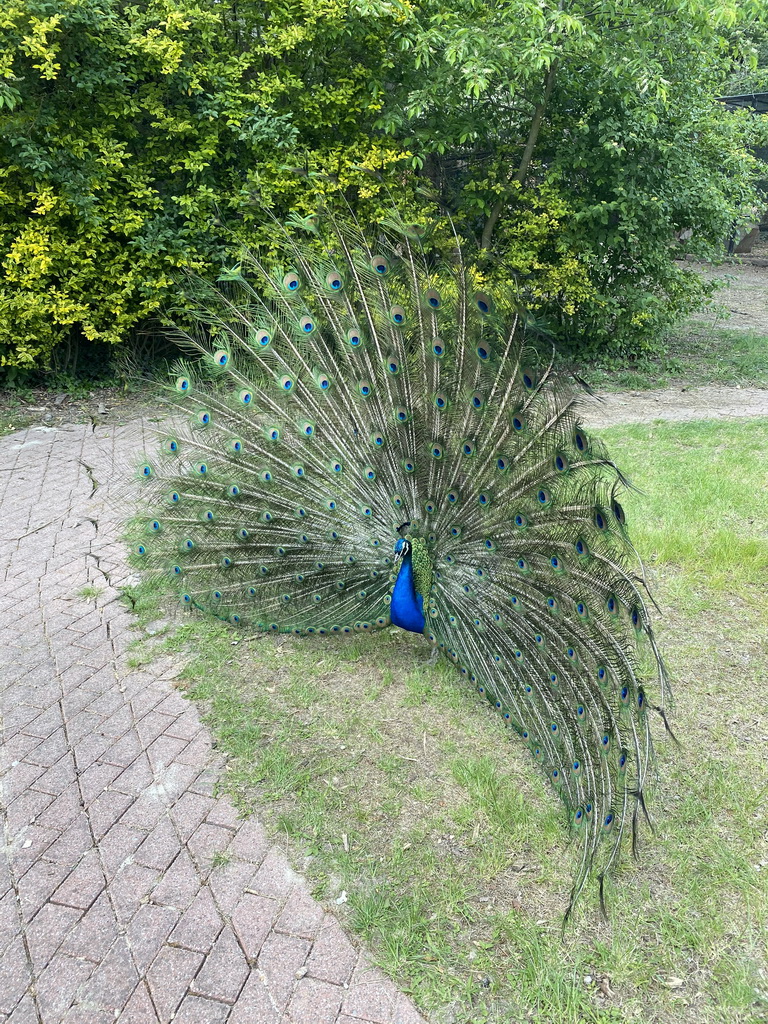 Peacock at Zoo Veldhoven