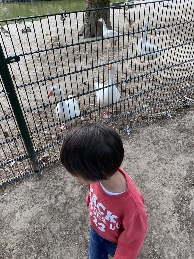 Max with Ducks and Geese at Zoo Veldhoven