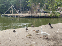 Ducks and Geese at Zoo Veldhoven