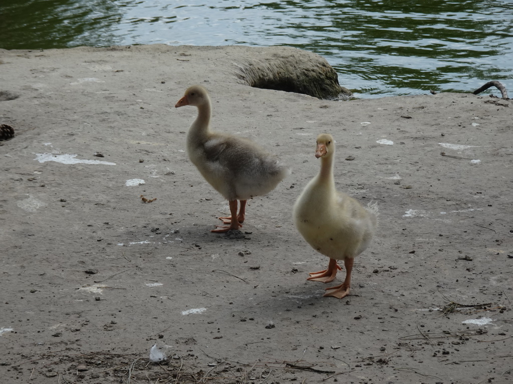Young Geese at Zoo Veldhoven