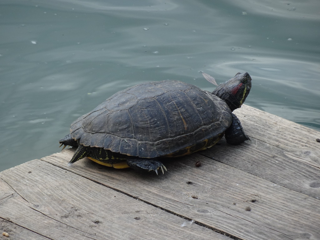 Turtle at Zoo Veldhoven