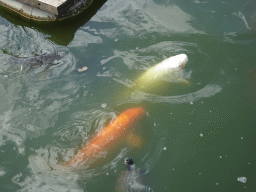 Fishes and turtle at Zoo Veldhoven