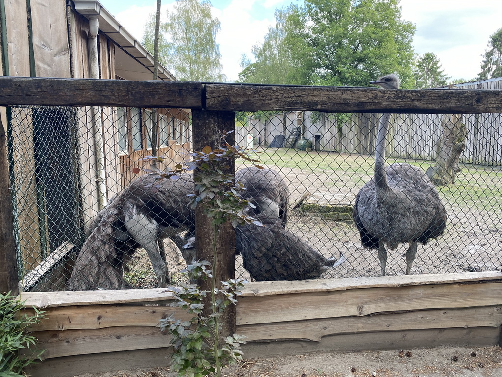 Ostriches at Zoo Veldhoven