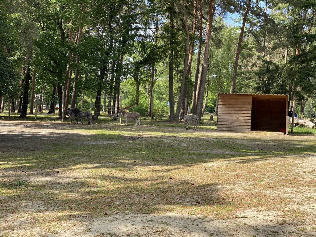 Donkeys at Zoo Veldhoven