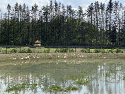 Flamingos at Zoo Veldhoven