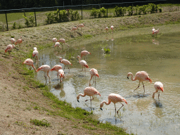 Flamingos at Zoo Veldhoven